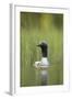 Black-Throated Diver (Gavia Arctica), Finland, June-Danny Green-Framed Photographic Print