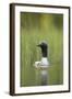 Black-Throated Diver (Gavia Arctica), Finland, June-Danny Green-Framed Photographic Print