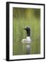 Black-Throated Diver (Gavia Arctica), Finland, June-Danny Green-Framed Photographic Print