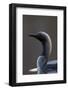 Black-Throated Diver (Gavia Arctica) On Water, Finland, May-Markus Varesvuo-Framed Photographic Print