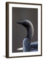 Black-Throated Diver (Gavia Arctica) On Water, Finland, May-Markus Varesvuo-Framed Photographic Print