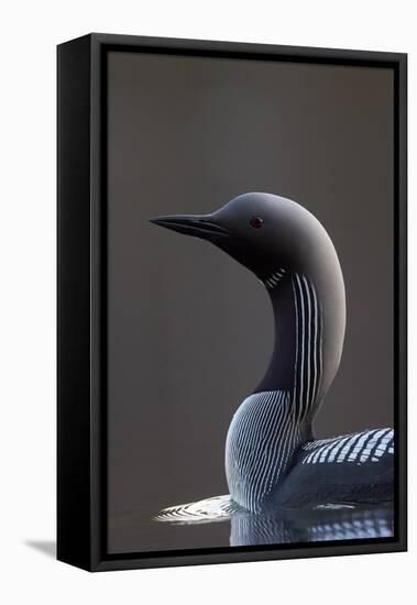 Black-Throated Diver (Gavia Arctica) On Water, Finland, May-Markus Varesvuo-Framed Stretched Canvas