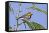 Black-Throated Green Warbler, Bird, Male Perched-Larry Ditto-Framed Stretched Canvas
