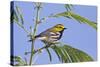 Black-Throated Green Warbler, Bird, Male Perched-Larry Ditto-Stretched Canvas