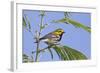 Black-Throated Green Warbler, Bird, Male Perched-Larry Ditto-Framed Photographic Print