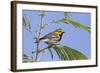 Black-Throated Green Warbler, Bird, Male Perched-Larry Ditto-Framed Photographic Print