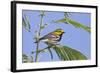 Black-Throated Green Warbler, Bird, Male Perched-Larry Ditto-Framed Photographic Print