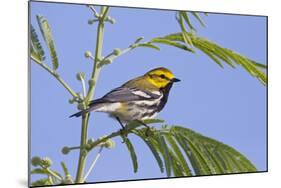 Black-Throated Green Warbler, Bird, Male Perched-Larry Ditto-Mounted Photographic Print