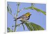 Black-Throated Green Warbler, Bird, Male Perched-Larry Ditto-Framed Photographic Print