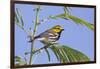 Black-Throated Green Warbler, Bird, Male Perched-Larry Ditto-Framed Photographic Print