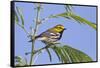 Black-Throated Green Warbler, Bird, Male Perched-Larry Ditto-Framed Stretched Canvas