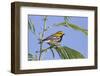 Black-Throated Green Warbler, Bird, Male Perched-Larry Ditto-Framed Photographic Print