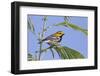 Black-Throated Green Warbler, Bird, Male Perched-Larry Ditto-Framed Photographic Print