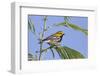 Black-Throated Green Warbler, Bird, Male Perched-Larry Ditto-Framed Photographic Print