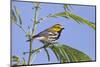 Black-Throated Green Warbler, Bird, Male Perched-Larry Ditto-Mounted Photographic Print