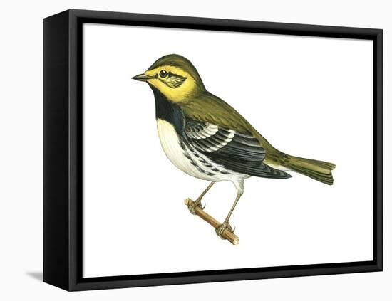 Black-Throated Green Warbler (Dendroica Virens), Birds-Encyclopaedia Britannica-Framed Stretched Canvas