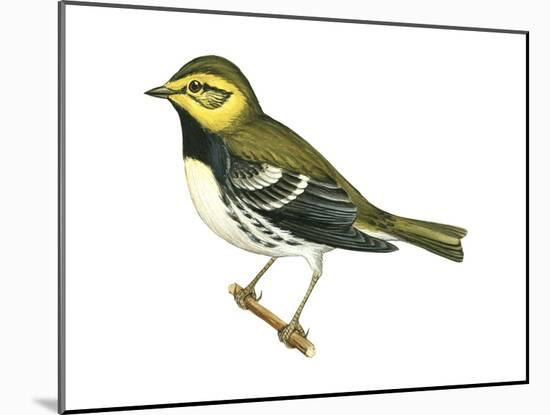 Black-Throated Green Warbler (Dendroica Virens), Birds-Encyclopaedia Britannica-Mounted Poster