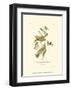 Black-Throated Green Wood Warbler-John James Audubon-Framed Art Print