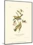Black-Throated Green Wood Warbler-John James Audubon-Mounted Art Print