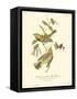 Black-throated Green Wood Warbler-John James Audubon-Framed Stretched Canvas