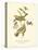 Black-throated Green Wood Warbler-John James Audubon-Stretched Canvas