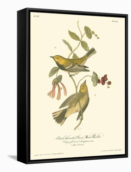 Black-throated Green Wood Warbler-John James Audubon-Framed Stretched Canvas