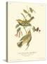 Black-throated Green Wood Warbler-John James Audubon-Stretched Canvas