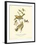 Black-throated Green Wood Warbler-John James Audubon-Framed Art Print