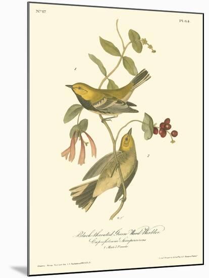 Black-throated Green Wood Warbler-John James Audubon-Mounted Art Print