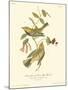 Black-throated Green Wood Warbler-John James Audubon-Mounted Art Print