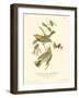 Black-throated Green Wood Warbler-John James Audubon-Framed Art Print