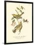 Black-throated Green Wood Warbler-John James Audubon-Framed Art Print