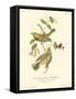 Black-throated Green Wood Warbler-John James Audubon-Framed Stretched Canvas