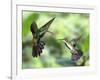 Black-Throated Mango Hummingbird (Anthracothorax Nigricollis) Male And Female In Flight-Kim Taylor-Framed Photographic Print