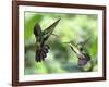 Black-Throated Mango Hummingbird (Anthracothorax Nigricollis) Male And Female In Flight-Kim Taylor-Framed Photographic Print