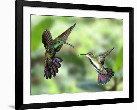 Black-Throated Mango Hummingbird (Anthracothorax Nigricollis) Male And Female In Flight-Kim Taylor-Framed Photographic Print