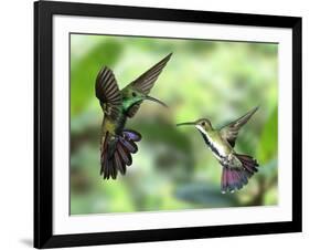 Black-Throated Mango Hummingbird (Anthracothorax Nigricollis) Male And Female In Flight-Kim Taylor-Framed Photographic Print