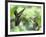 Black-Throated Mango Hummingbird (Anthracothorax Nigricollis) Male And Female In Flight-Kim Taylor-Framed Photographic Print