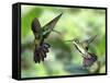 Black-Throated Mango Hummingbird (Anthracothorax Nigricollis) Male And Female In Flight-Kim Taylor-Framed Stretched Canvas