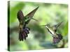 Black-Throated Mango Hummingbird (Anthracothorax Nigricollis) Male And Female In Flight-Kim Taylor-Stretched Canvas