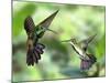 Black-Throated Mango Hummingbird (Anthracothorax Nigricollis) Male And Female In Flight-Kim Taylor-Mounted Photographic Print