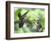 Black-Throated Mango Hummingbird (Anthracothorax Nigricollis) Male And Female In Flight-Kim Taylor-Framed Photographic Print