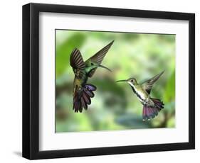 Black-Throated Mango Hummingbird (Anthracothorax Nigricollis) Male And Female In Flight-Kim Taylor-Framed Photographic Print