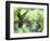 Black-Throated Mango Hummingbird (Anthracothorax Nigricollis) Male And Female In Flight-Kim Taylor-Framed Photographic Print