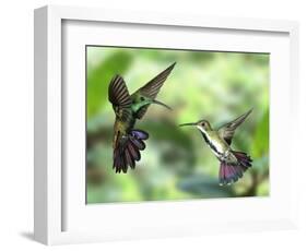 Black-Throated Mango Hummingbird (Anthracothorax Nigricollis) Male And Female In Flight-Kim Taylor-Framed Photographic Print