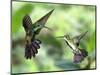 Black-Throated Mango Hummingbird (Anthracothorax Nigricollis) Male And Female In Flight-Kim Taylor-Mounted Photographic Print