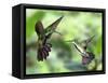 Black-Throated Mango Hummingbird (Anthracothorax Nigricollis) Male And Female In Flight-Kim Taylor-Framed Stretched Canvas