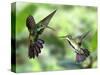 Black-Throated Mango Hummingbird (Anthracothorax Nigricollis) Male And Female In Flight-Kim Taylor-Stretched Canvas