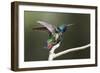 Black-throated Mango Hummingbird, ruffling its feathers, Trinidad and Tobago-Ken Archer-Framed Photographic Print