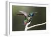 Black-throated Mango Hummingbird, ruffling its feathers, Trinidad and Tobago-Ken Archer-Framed Photographic Print